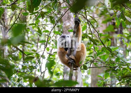 Farbenfrohe, diademierte Sifaka Lemur, (Propithecus diadema) gefährdetes endemisches Tier auf Bäumen im Regenwald, Andasibe-Mantadia Nationalpark - Analamazaotra Stockfoto
