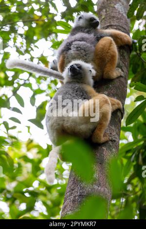 Farbenfrohe, diademierte Sifaka Lemur, (Propithecus diadema) gefährdetes endemisches Tier auf Bäumen im Regenwald, Andasibe-Mantadia Nationalpark - Analamazaotra Stockfoto