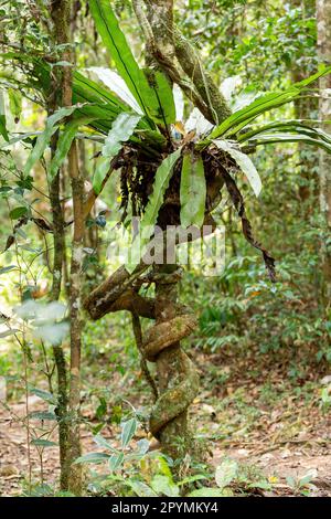 Das üppige Laub des Mantadia-Regenwaldes von Madagaskar, Pflanzenepiphyte, der auf Bäumen wächst. Madagaskar Wildnis Landschaft Stockfoto