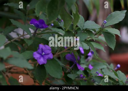 Blühende Pflanze der Brunfelsia pauciflora. Stockfoto