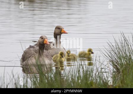 Greylag Gänse/Gänse und Goslings (anser anser) im RSPB Loch Leven Nature Reserve, Schottland, Großbritannien. Stockfoto