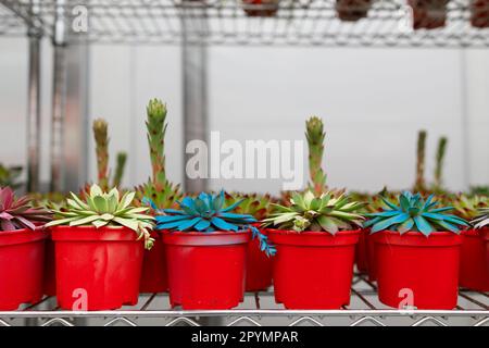Reihen mit bunten Kakteen in roten Töpfen auf einem Blumenladen. Topfpflanzengeschäft Stockfoto