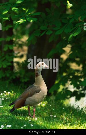 Ägyptische Gans (Alopochen Aegyptiaca) im Kurpark von Bad Kreuznach Stockfoto