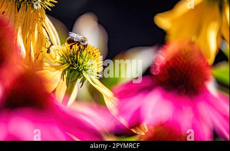 Hummeln (Bombus) sammeln Pollen aus einer gelben Echinacea-Blume in einem Sonnenstrahl Stockfoto