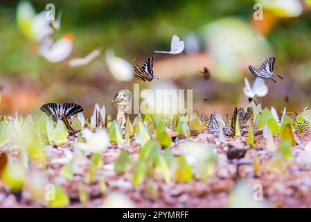 Die Konsistenz von vielen farbigen Mottenschmetterlingen Stockfoto