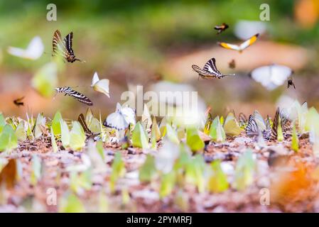 Die Konsistenz von vielen farbigen Mottenschmetterlingen Stockfoto