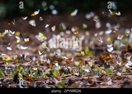 Die Konsistenz von vielen farbigen Mottenschmetterlingen Stockfoto