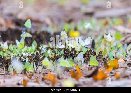 Die Konsistenz von vielen farbigen Mottenschmetterlingen Stockfoto