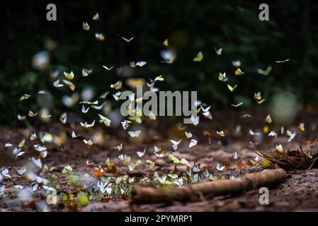 Die Konsistenz von vielen farbigen Mottenschmetterlingen Stockfoto