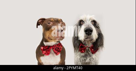 Banner weihnachten oder valentinstag Haustiere. Gemischte Rasse Staffordshire und blauer Gaascony Griffon Hund mit einer roten Fliege mit Pailletten. Isoliert auf weißem Grau Stockfoto