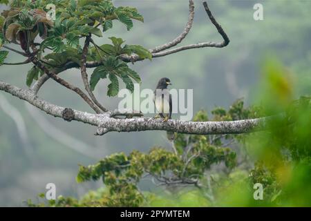 braunschimmel (Psilorhinus morio), hoch oben im Baum, in Costa Rica Stockfoto