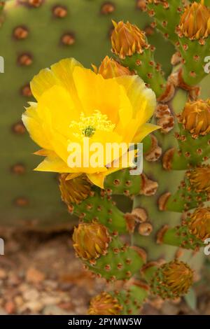 Blind Prickly Pear (Opuntia rufida) in Blüte, Big Bend National Park, Texas Stockfoto