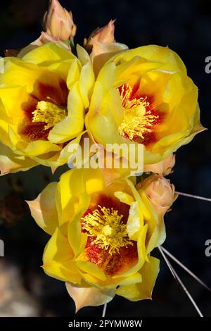 Blind Prickly Pear (Opuntia rufida) in Blüte, Big Bend National Park, Texas Stockfoto