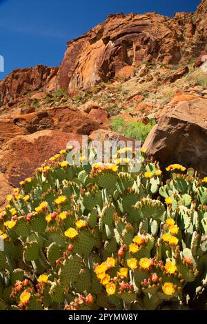 Blinde Prickly Pear (Opuntia rufida) in voller Blüte am Indian Head Trail, Big Bend National Park, Texas Stockfoto