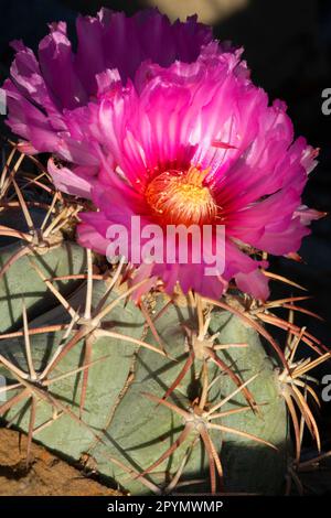 Turks Kopf-Kaktus (Echinocactus horizonthalonius) in Blüte, Big Bend National Park, Texas Stockfoto