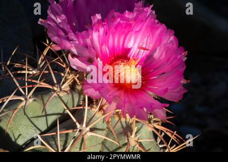 Turks Kopf-Kaktus (Echinocactus horizonthalonius) in Blüte, Big Bend National Park, Texas Stockfoto