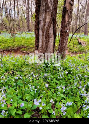 Ein Teppich aus Wildblumen von Virginia Bluebell blüht im Frühling um eine reife Giftfeu-Rine, die im Bull Run Regional Park auf einen Baumstamm klettert. Stockfoto