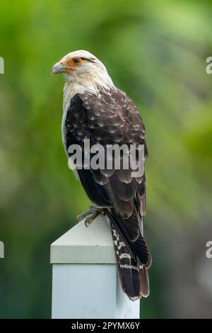Gelbköpfige Caracara (Milvago chimachima) hoch oben auf einer Stange Stockfoto