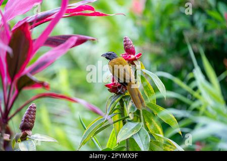 Der Saltator (Saltator maximus) in einer schönen Blumenpflanze im Garten unseres Hotels. Stockfoto