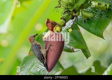 Roter Specht (Melanerpes rubricapillus), der an einer Bananenblume hängt. Stockfoto