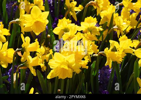 Lisse, Niederlande. April 2023. Blühende Hyazinthen, Tulpen und Narzissen. Hochwertiges Foto Stockfoto