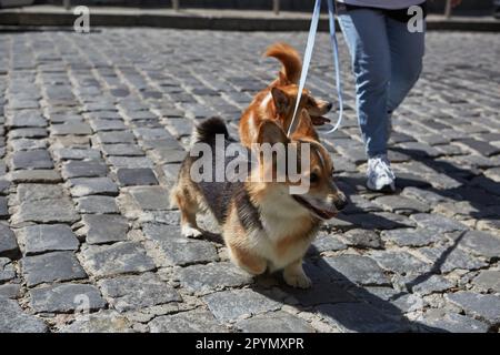 Ein paar süße Pembroke Welsh Corgi Hunde an der Leine, die die Straße im Stadtzentrum überqueren. Der Besitzer geht an einem sonnigen Sommertag mit süßen, jungen Corgis spazieren Stockfoto