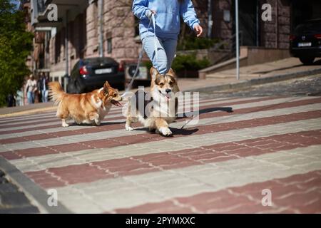 Corgis überquert die Straße an der Leine. Haustierbesitzer, der mit zwei niedlichen, jungen Pembroke Welsh Corgi Hunden im Stadtzentrum spaziert Stockfoto