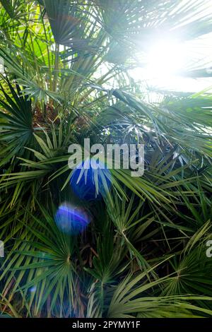 Blicken Sie hinauf durch die Blätter von Yucca oder Palmen am hellen Himmel dahinter. Stockfoto