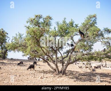 Ziegen in Bäumen, Ziegen, die sich an Arganbäume in Marokko ernähren Stockfoto