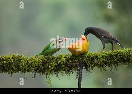 Weißbacken-Barbet (klein-grün) und gewöhnliche Myna mit Früchten als Nahrung. Stockfoto