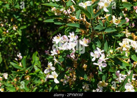 Kurzfassung der im Frühjahr blühenden Lonicera tatarica (Tatarianisches Geißblatt) Sträucher, Ungarn, Europa Stockfoto