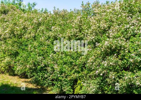 Lonicera Tatarica (Tatarisches Geißblatt) Sträucher blühen im Frühling, Ungarn, Europa Stockfoto