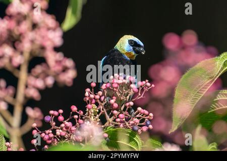 Der goldene Tanager (Stilpnia larvata franciscae) versteckt sich zwischen rosa Blumen. Stockfoto