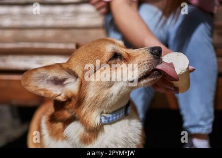 Corgi isst ein Eis aus der Nähe. Der Besitzer fütterte den jungen braunen Pembroke Welsh Corgi Hund mit einem Dessert Stockfoto