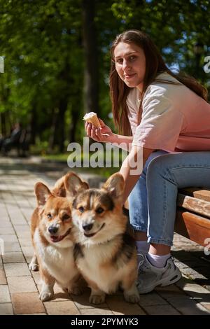 Junge Frau, die auf einer Bank mit ein paar Corgis in einem sonnigen Park sitzt. Fröhliche Tierbesitzerin und ihre Pembroke Welsh Corgi Hunde genießen den sonnigen Tag Stockfoto