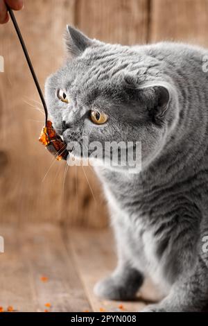 Eine graue britische Katze isst gerne roten Lachskaviar aus einem schwarzen Löffel auf Holzhintergrund. Die Katze isst Meeresfrüchte. Stockfoto