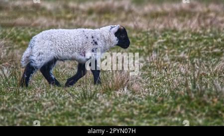 Frühjahr Lämmer Stockfoto