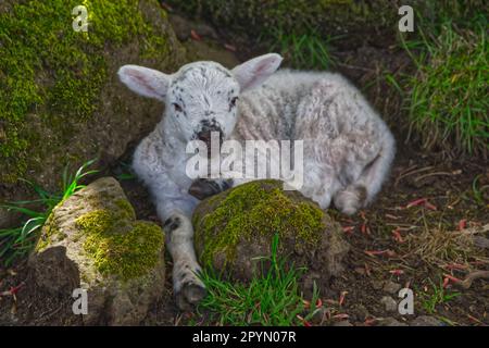 Frühjahr Lämmer Stockfoto