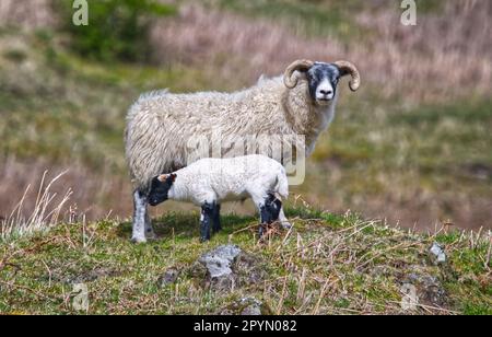 Frühjahr Lämmer Stockfoto