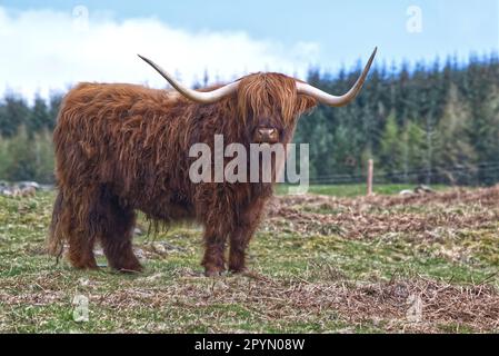 Highland Cow Stockfoto