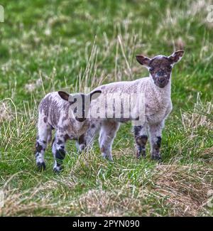 Frühjahr Lämmer Stockfoto