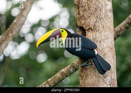 Hinteransicht des kastanienartigen Tukans oder des Swainsons (Ramphastos ambiguus swainsonii) Stockfoto