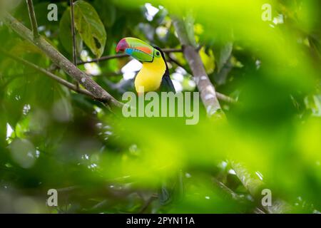 Kielschnabeltukan (Ramphastos sulfuratus), der sich zwischen den Blättern versteckt Stockfoto