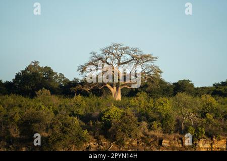 Der Baobab-Baum steht auf einem Berg im goldenen Licht des afrikanischen Sonnenuntergangs. Chobe River, Botsuana, Afrika Stockfoto