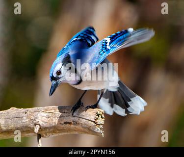 Blue Jay aus nächster Nähe, hoch oben auf einem Ast mit flatternden Flügeln und verschwommenem Hintergrund in seiner Umgebung und Umgebung mit blauen Federn Stockfoto