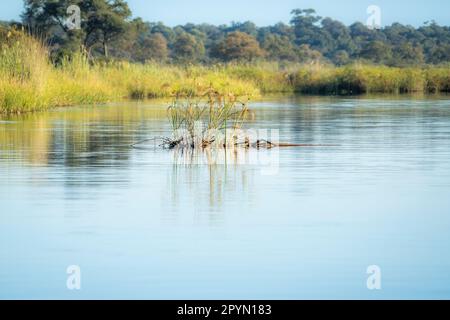 Papyrus-Pflanzen, eine kleine Insel in der Mitte des Flusses. Kwando River, Bwabwata Nationalpark, Namibia, Afrika Stockfoto