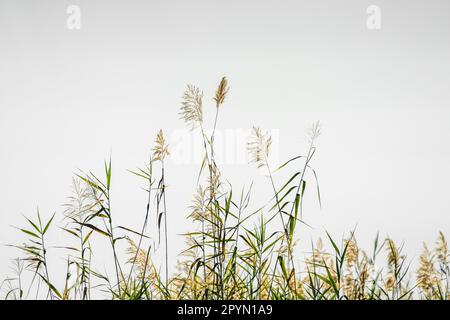 Papyrus-Pflanzen blühen am weißen Himmel. Kwando River, Bwabwata Nationalpark, Namibia, Afrika Stockfoto