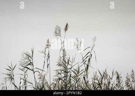 Papyrus-Pflanzen blühen am weißen Himmel. Gesättigtes Bild. Kwando River, Bwabwata Nationalpark, Namibia, Afrika Stockfoto