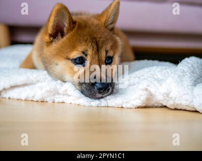 Porträt des süßen kleinen Hundes Shiba Inu, Hündchen, Nahaufnahme. Dogecoin. Rothaariges japanisches Hundelächeln. Leuchtende Farbe, Kryptowährung, elektronisches Geld. Hochwertiges Foto Stockfoto