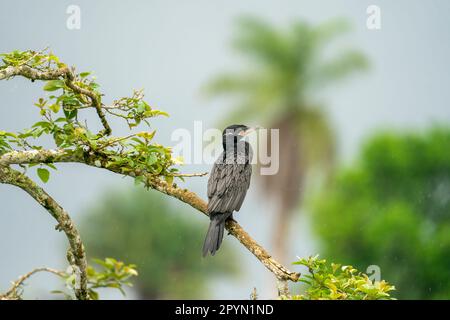 neotropischer Kormoran (Nannopterum brasilianum) direkt vor einer Palme. Stockfoto